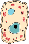 поперечный разрез клетки человека